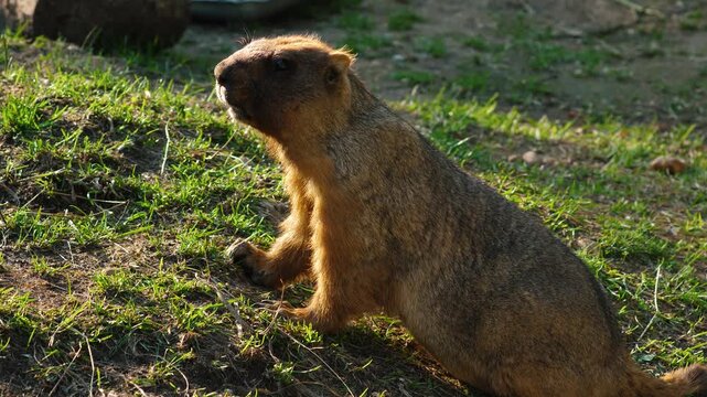 Steppe bobak marmot stands on its paws and looks around carefully. Fluffy rodent on a green slope basking in the sun at the zoo.