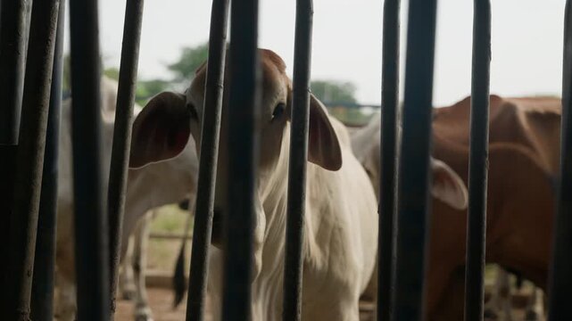 Brahman cow standing behind metal livestock gate in cattle handling facility