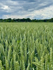 Naklejka premium green wheat field