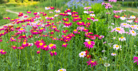 Obraz premium Colorful flower garden with pink Pyrethrum flowers in full bloom