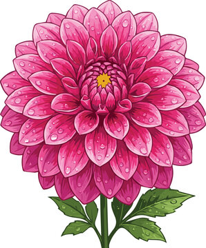 Generated on vibrant pink dalia flower with shimmering water droplets on petals vector art on white background