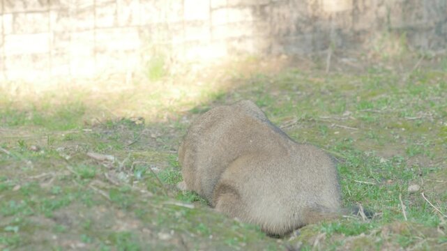 Steppe bobak marmot sits on the grass, then turns around and starts digging a burrow. Fluffy rodent building its home in a zoo enclosure.