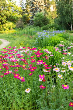 Colorful wildflowers blooming along a winding garden path in summer