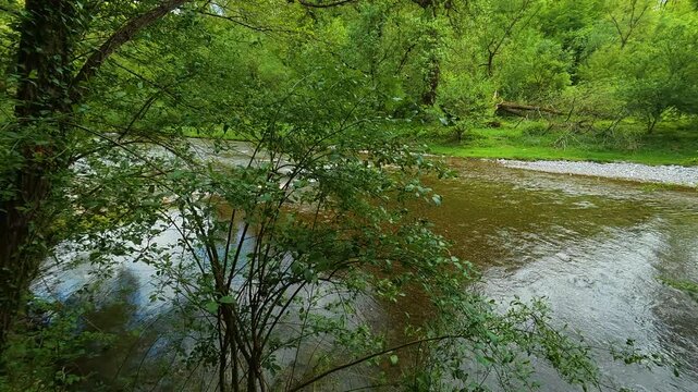 River flows gently through lush green forest. Gradac River, Serbia