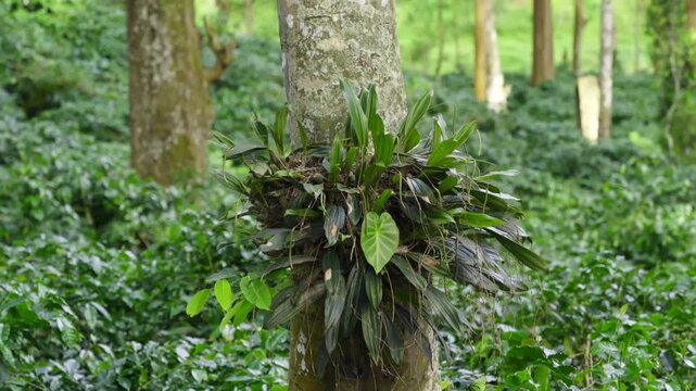 Epiphyte Plant on Tree Trunk &ndash; Smooth zooming Shot