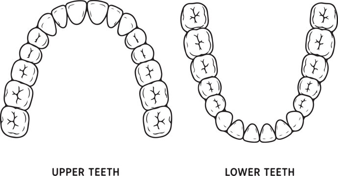 Illustration of human upper and lower teeth set for dental health education