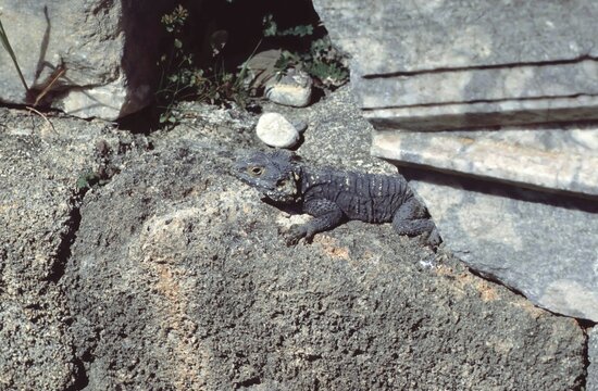Agma Stellio Hardun or Hardun or Starred Agama. lizard hiding in the runis