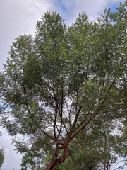 Fototapeta premium Lush Acacia’s green leaves at Mount Prau fill the sky's soft blue