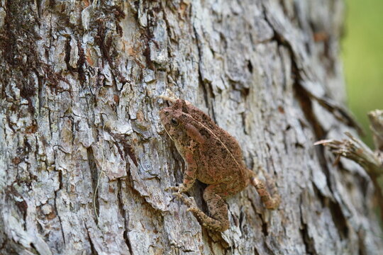crapaud guttural