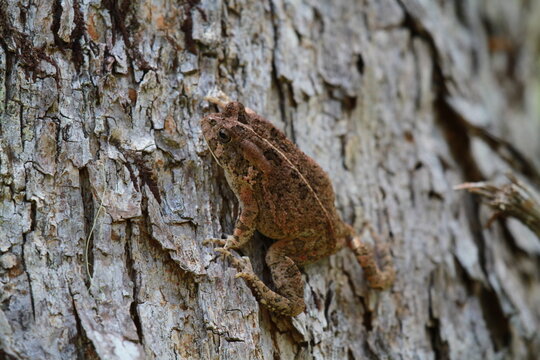 crapaud guttural