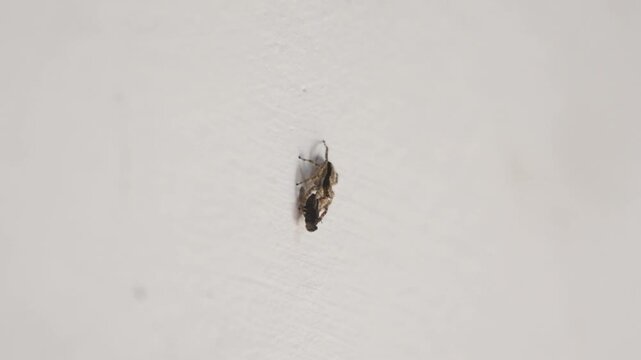 Spider Feeding on Captured Fly