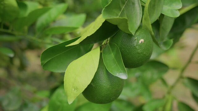 Close-up of green limes growing on citrus tree branch in tropical orchard