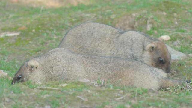Two marmots resting on green grass on a spring day. Wild animals in their natural habitat