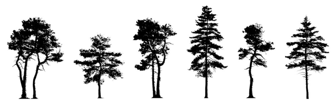 pinus muricata sylvestris 6 trees (bishop pine, scots pine, conifer) isolated premium vector image, black shapes