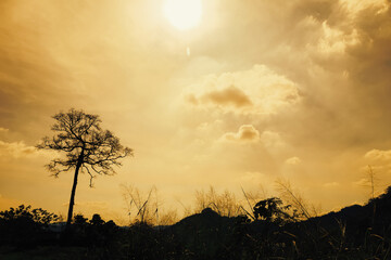 Silhouette of a bare tree under a blazing sun and severe orange sky during an extreme heatwave © Win Nondakowit