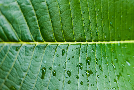 High resolution vibrant leaf surface along water droplets with larger vein in the middle