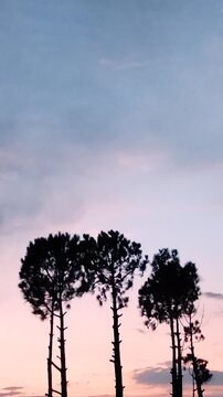 Tall pine trees swaying against a pastel sunset sky background