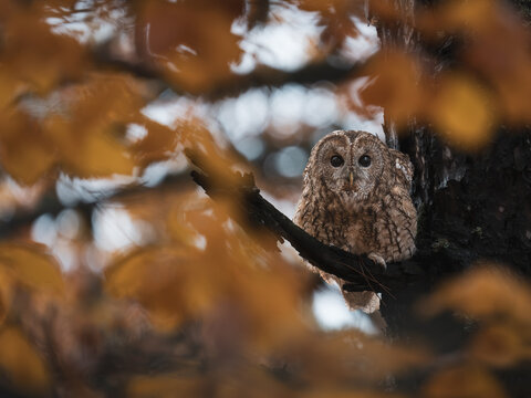 Tawny owl in the autumn forest