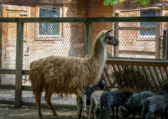 Fototapeta premium A llama (Lama glama) at the Dobrich Zoo in Bulgaria 