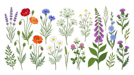 Fototapeta premium Vibrant Wildflowers Collection: Poppies, Lavender, Foxglove, Daisies, Thistle