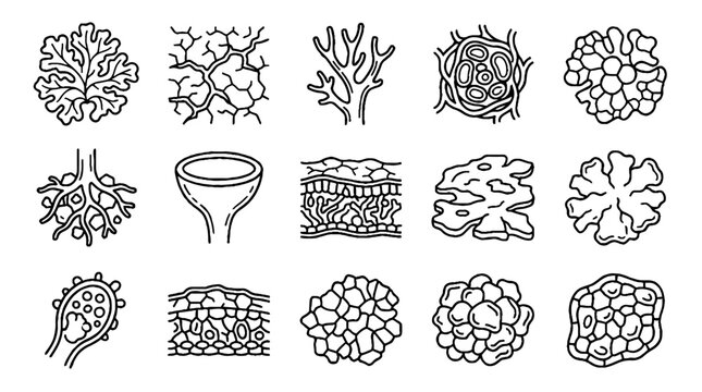 Lichen anatomy and morphology scientific line art illustration set.