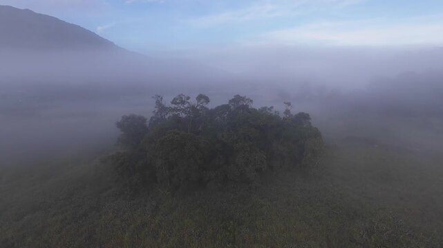 FPV aerial view of Ranca Upas Ciwidey with a cluster of trees surrounded by thick morning mist and mountains Kecamatan Rancabali, Jawa Barat, Indonesia.