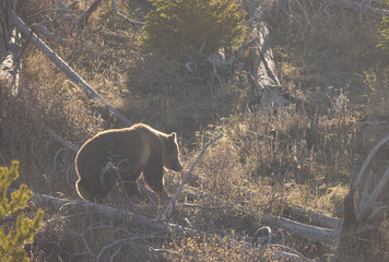 Naklejka premium Grizzly Bear in Springtime in Yellowstone National Park Wyoming