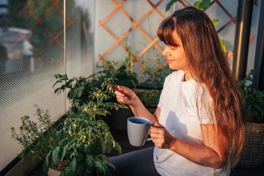 Woman holding a cup of coffee and checking tomato plant growth in an urban balcony garden during golden sunrise light. Gardening, self care and sustainable lifestyle
