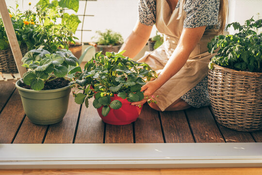 Close up of hands holding a strawberry plant in a balcony garden. Urban gardening, growing food at home and sustainable lifestyle concept