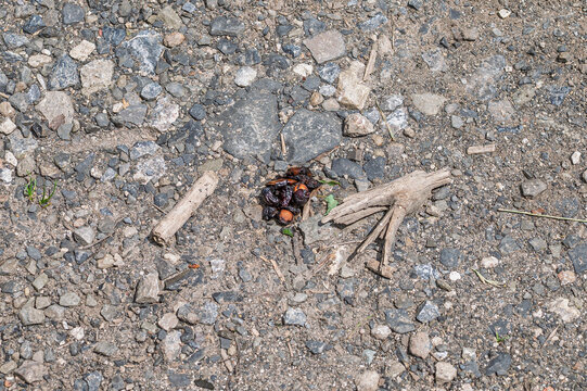 Wild animal scat with visible seeds and berries on gravel ground