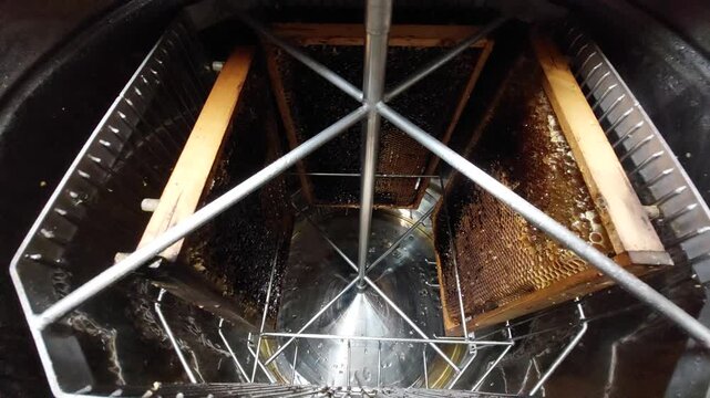 Honey extractor machine spinning wooden frames to harvest raw honey