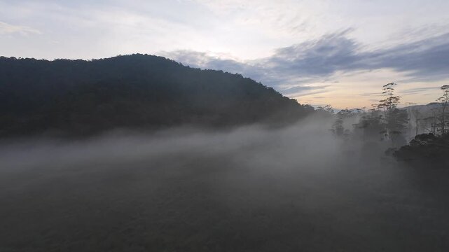 FPV aerial view of thick fog rolling over the lush green valley and forested hills at dawn in Ranca Upas Ciwidey Kecamatan Rancabali, Jawa Barat, Indonesia.
