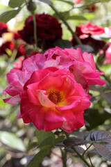 Fototapeta premium Portrait of beautiful colorful rose