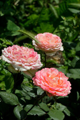 Fototapeta premium Portrait of beautiful colorful rose