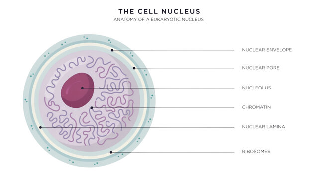 Cross-section diagram of a human cell with labeled organelles and nucleus