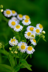 Fototapeta premium Colorful flowers in summer park