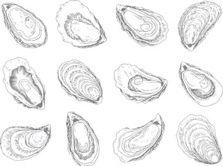 Hand-drawn of various oysters on a white background © Rifat