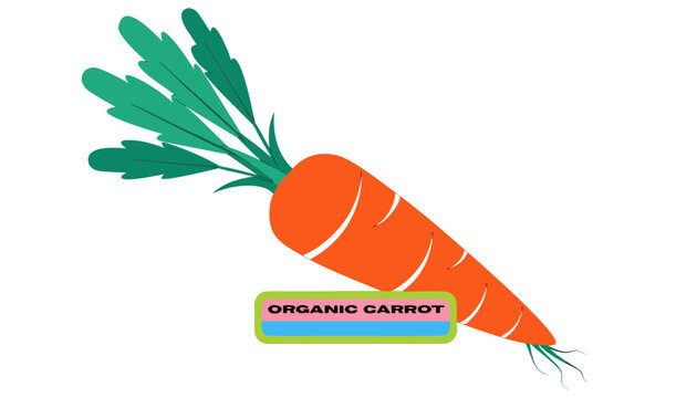 Very beautiful close-up realistic vector of an ORGANIC CARROT featuring crisp texture, vibrant orange color, farm-grown freshness, and natural healthy styling, isolated on white background, with a col