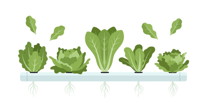 Hydroponic lettuce growing in a system with visible roots, healthy green leaves