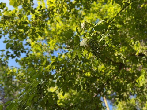 Acer negundo (boxelder maple) tree branches with green leaves and winged samara seeds. Beautiful sunlit canopy in Izmir Kulturpark against blue sky.