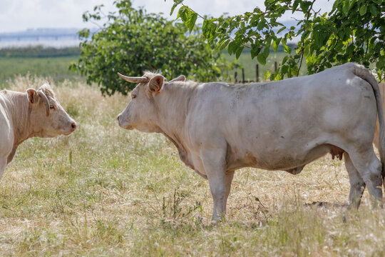 White cows grazing on dry summer pastureland