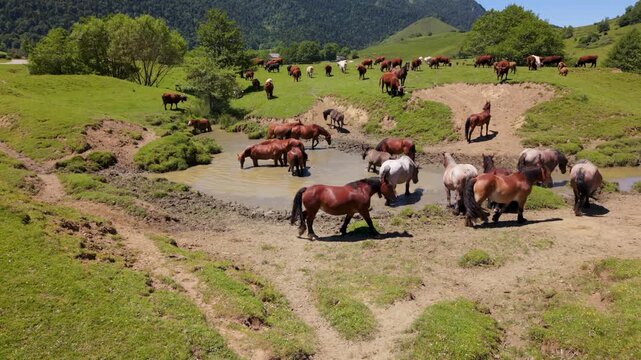 Horses move around and play near a pond in a field. They enjoy the water and grass under the sun. This shows nature and wildlife