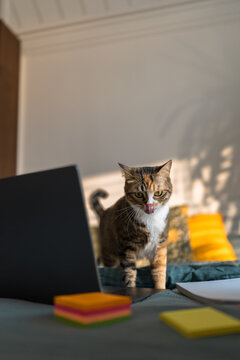 Calico cat on bed