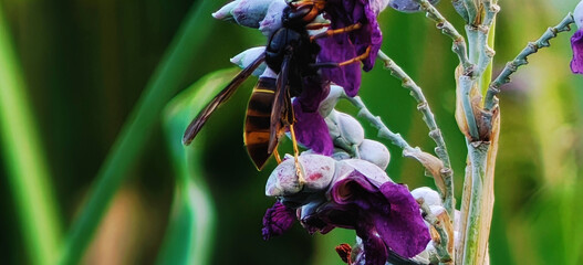 Wasp on Purple Flower in Garden © DinhAnhMy