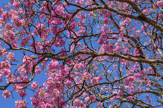 Galhos retorcidos de um ip&ecirc; roxo cheio de flores com c&eacute;u azul ao fundo.