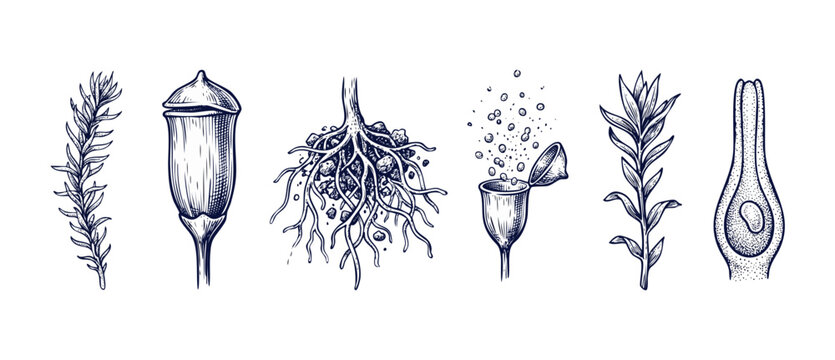 Botanical moss illustration vintage sketch showing plant lifecycle stages, root rhizoids, spore capsules, and stem anatomy, detailed hand drawn engraving style on isolated white background.