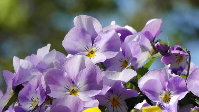 Blooming horned violets in spring