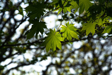 Fototapeta premium Backlit Green Maple Leaves on Tree Branch