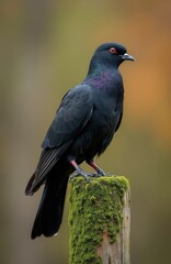 Fototapeta premium Dark bird with iridescent neck feathers sits on mossy wooden post. Bright red eye watches intently. Bird has black beak and claws. Soft blurred background.