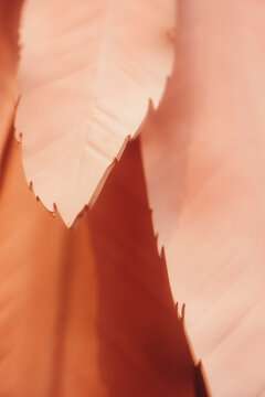 Close-up of the pink color of one plastic wing of a decorative bird.